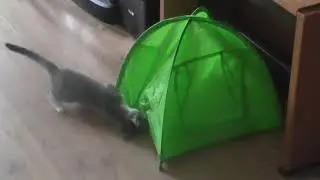 Kittens playing.