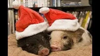 С Новым годом! Для создания предновогоднего настроения  под хорошую музыку!
