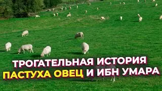 Трогательная история пастуха овец и Ибн Умара