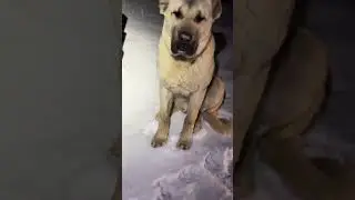 Caring for animals in cold weather