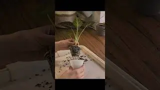 Пересадка Регал шилдс 🌱 ч2 