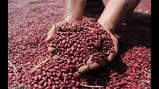 Nicaragua con buenas reservas de frijol rojo