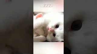 Purrrfectly Relaxing - Liquid Mind 