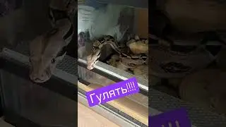 Гулять!!! А ты пока убери у меня какахи!!! 