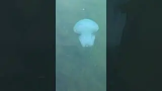 Сезон медуз в чёрном море 🌊 Батуми. Осень 2021