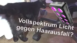 Rezept gegen Haarausfall von Katzen und Hunden im Winter