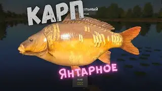 Русская рыбалка 4 (РР4) озеро Янтарное КАРП