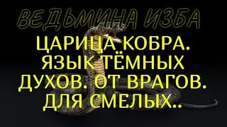 ЦАРИЦА КОБРА..ЯЗЫК ТЁМНЫХ ДУХОВ..ОТ ВРАГОВ..ДЛЯ СМЕЛЫХ..ВЕДЬМИНА ИЗБА & Инга Хосроева