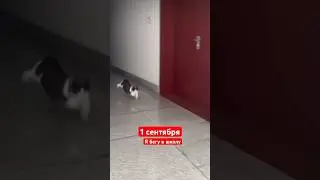 Котики 🐈 1 сентября! #cat #юмор #funny #приколыскотами #1сентября #школа #backtoschool #котики