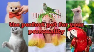 🤔what pet should you choose according to your personality #petlovers #didyouknow #dogs#cats#parrots