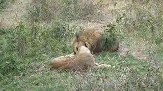 lion yawning