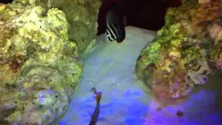 marine fish aquarium