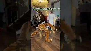 КОТ И ПЕЛЬМЕНИ