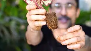 Посылка в пути больше месяца. Что делать с растениями из посылки?