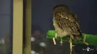 フクロウの鳴き声 / Western Screech Owl Calling