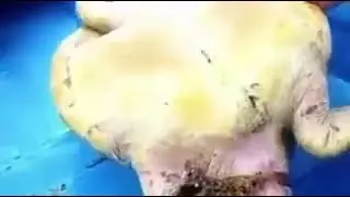Акула преследует маленькую лодку, неся в пасти черепаху 🤔❤️👏🏻👍🏻 Акула хотела помочь и помогла!