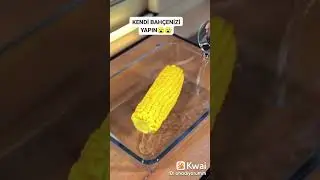maydanoz biberiye köklenmesi ekilmesi