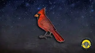 Cardinal Bird 