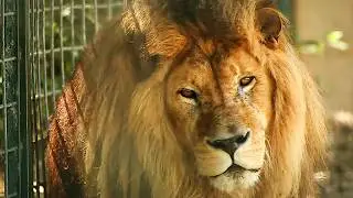 La Palmyre, le zoo le plus visité de France