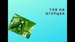 на огурцы напала тля и паутинный клещ, что делать?