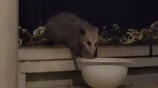 Tuesday Night Possum Show