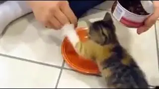 Прикол с котиком