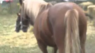 л
