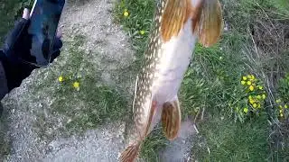 Ловля ЩУКИ на СПИННИНГ! КРУПНАЯ РЫБА! #fishing #щука #ловлящуки #рыбалка #топ #тренды #shorts #рек