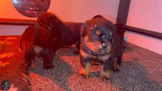 3 Weeks Old Rottweiler Puppies