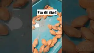 wow still alive!!!! #seafood #food #nature #healthy #wetmarkets #dish