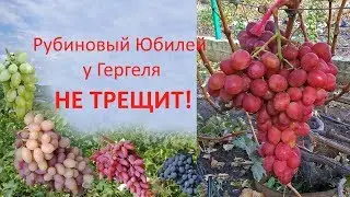 Grapes 2019. Gergel's Ruby Anniversary does not crack