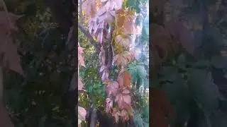 первые грибы , просто шикарно!