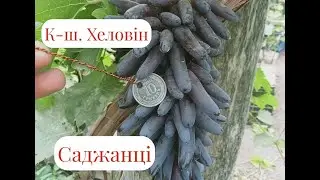 виноград Хеловін на підщепі