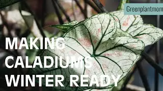 Making Caladiums winter ready.