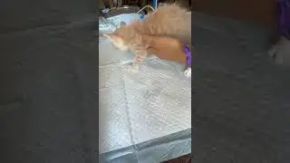 Giving Fluids to Foster Kitten with Diarrhea
