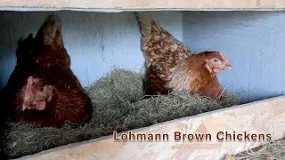 20 weeks Old Lohmann Brown Chickens Laying Eggs