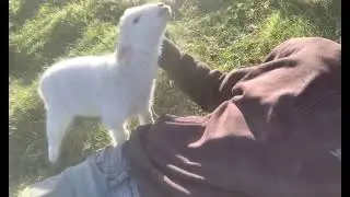 cute lamb
