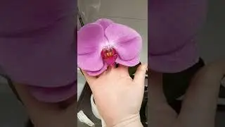 Орхидеи в Ашане г. Белгород февраль 2019