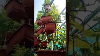 Vertical Hydroponics Marigold 