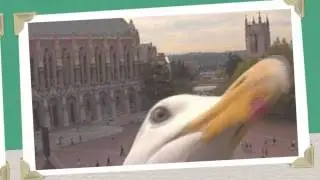 Animal Photo Bomb Album