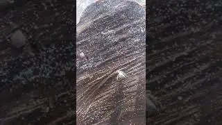 Шустрый рачёк на пляже Karma