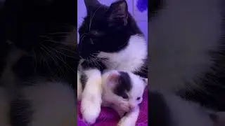 Milky time! 🐈‍⬛