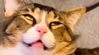 Funniest Animals - Best Of The  2024 Funny Animal Videos #cutecat #animals  || Kitty Poppins