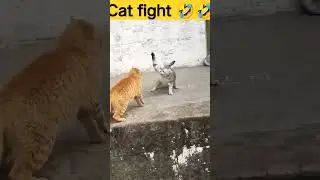 Cat Fight 😂😂🤣🤣 #shorts #cat