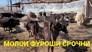 Молои Фуруши Чушо ва Бугуз☎️+992911217221 февраля 2022 г.
