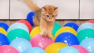 What Can't Cats Walk On? #75