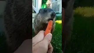 Sparkle Says Thank You Hooman For Yummy Carrot #groundhog #carrot #chewing #backyard #eating #cute