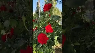 Розы в Ташкенте