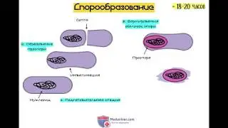 Споры и спорообразование у бактерий - meduniver.com
