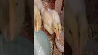 Ganito pala ang pagpapalago ng pato Duck farming #shortvideo #shortsvideo #shortviral #subcriber